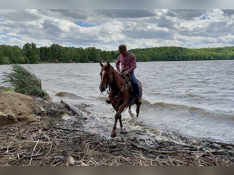 American Quarter Horse Castrone 12 Anni 152 cm Sauro ciliegia in Cannon Falls, MN