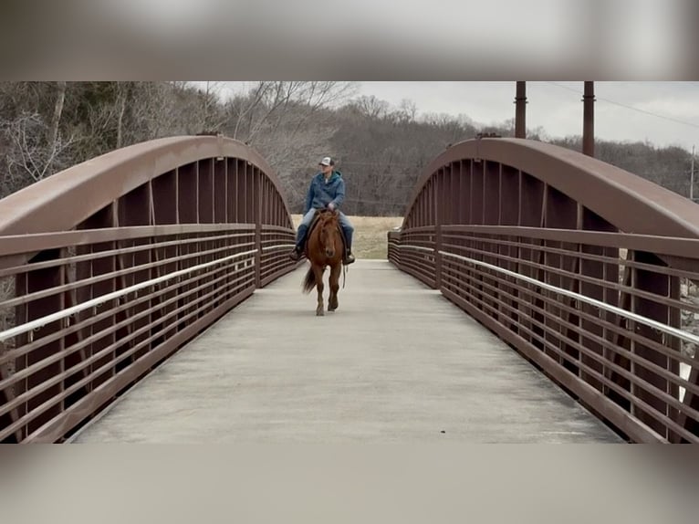 American Quarter Horse Castrone 12 Anni 152 cm Sauro ciliegia in Cannon Falls