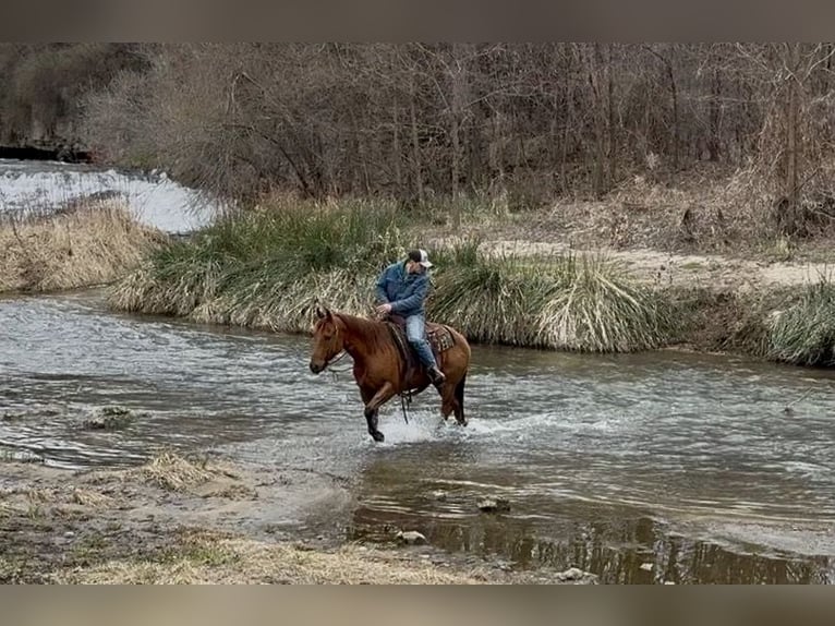 American Quarter Horse Castrone 12 Anni 152 cm Sauro ciliegia in Cannon Falls