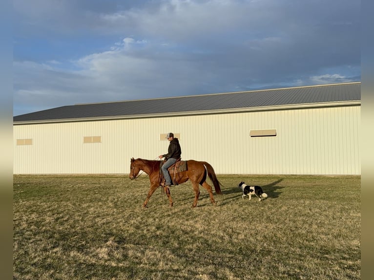 American Quarter Horse Castrone 12 Anni 152 cm Sauro ciliegia in Cannon Falls