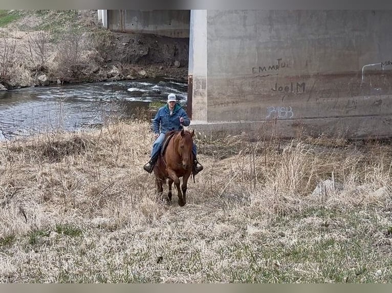 American Quarter Horse Castrone 12 Anni 152 cm Sauro ciliegia in Cannon Falls