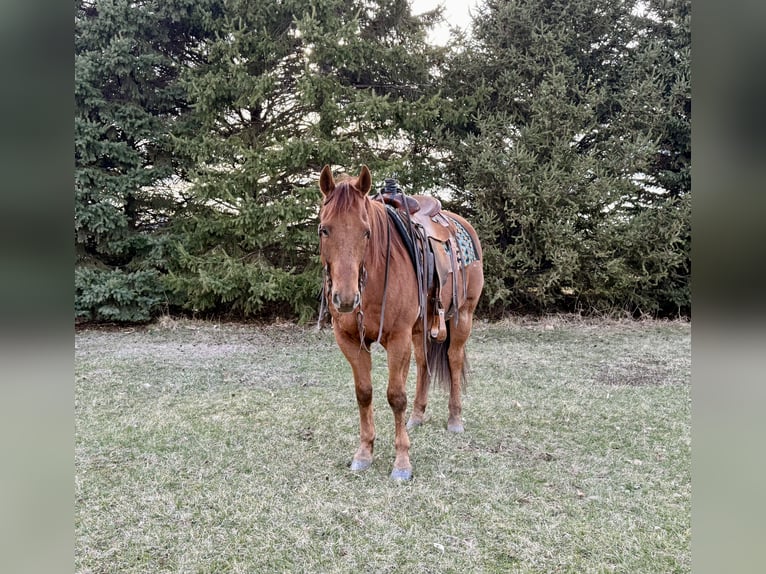 American Quarter Horse Castrone 12 Anni 152 cm Sauro ciliegia in Cannon Falls