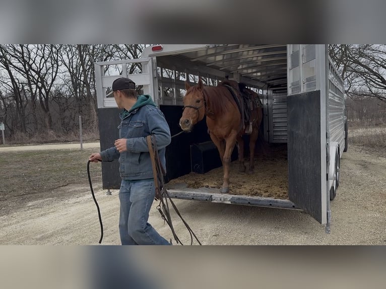 American Quarter Horse Castrone 12 Anni 152 cm Sauro ciliegia in Cannon Falls