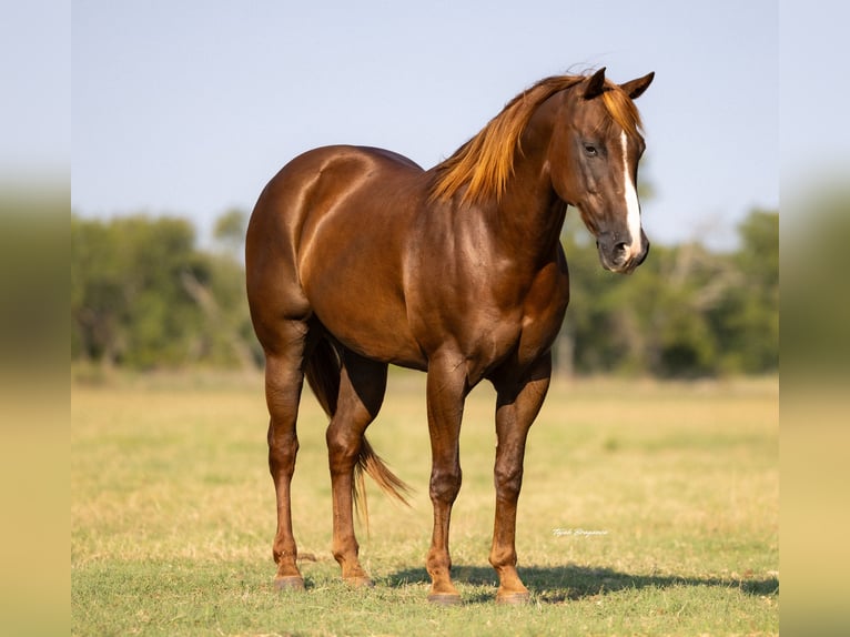American Quarter Horse Castrone 12 Anni 152 cm Sauro ciliegia in Crescent