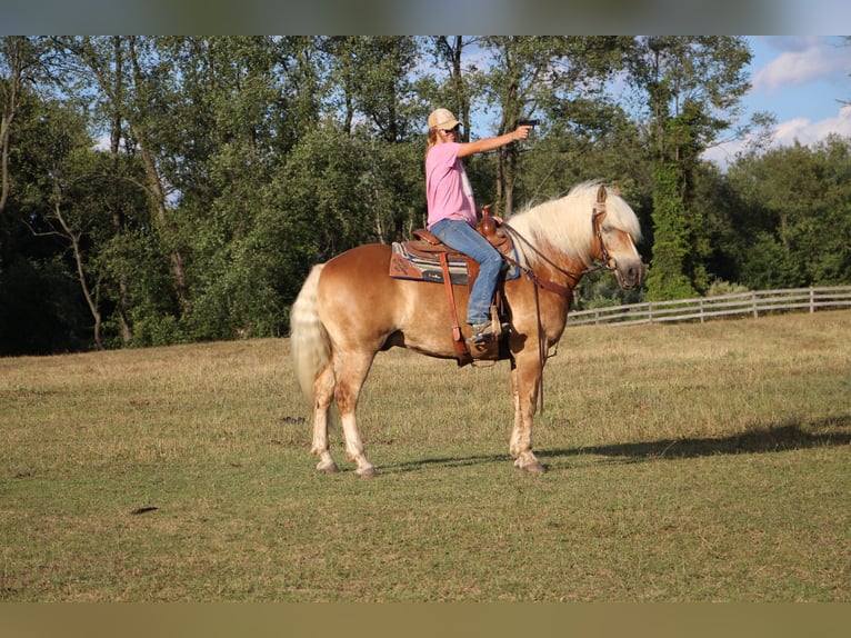 American Quarter Horse Castrone 12 Anni 152 cm Sauro ciliegia in Highland MI