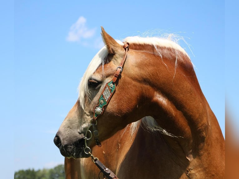 American Quarter Horse Castrone 12 Anni 152 cm Sauro ciliegia in Highland MI