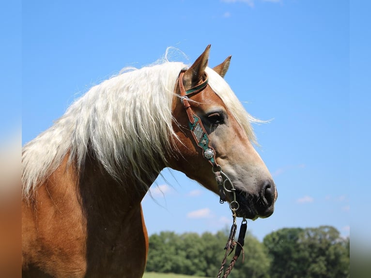 American Quarter Horse Castrone 12 Anni 152 cm Sauro ciliegia in Highland MI