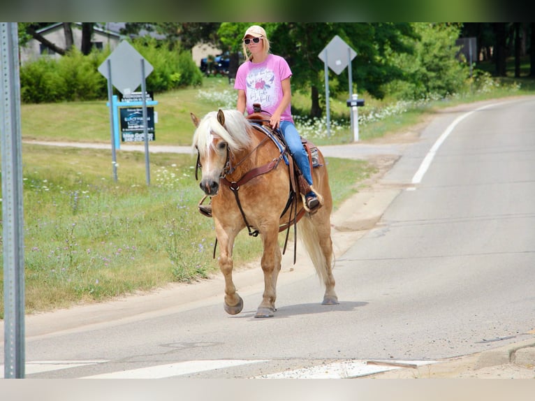 American Quarter Horse Castrone 12 Anni 152 cm Sauro ciliegia in Highland MI