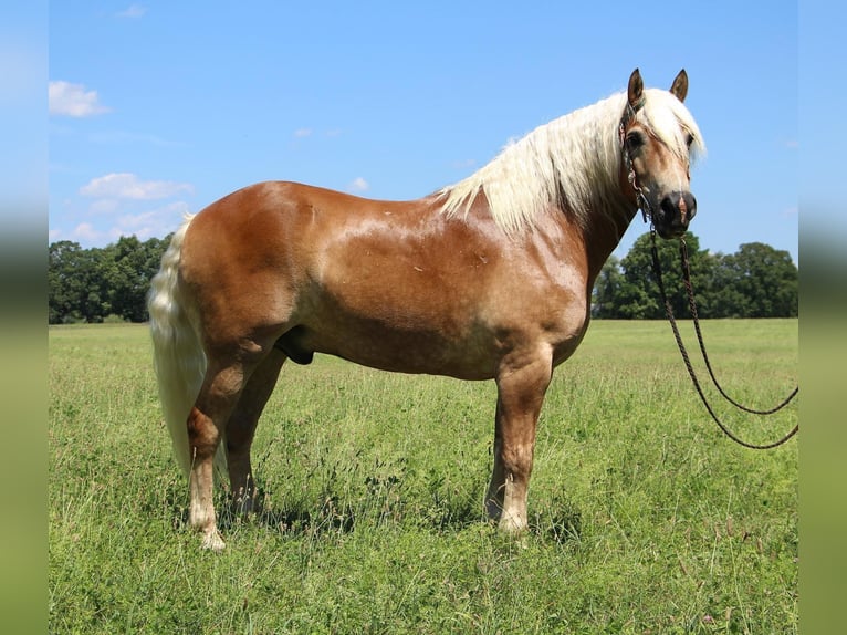 American Quarter Horse Castrone 12 Anni 152 cm Sauro ciliegia in Highland MI