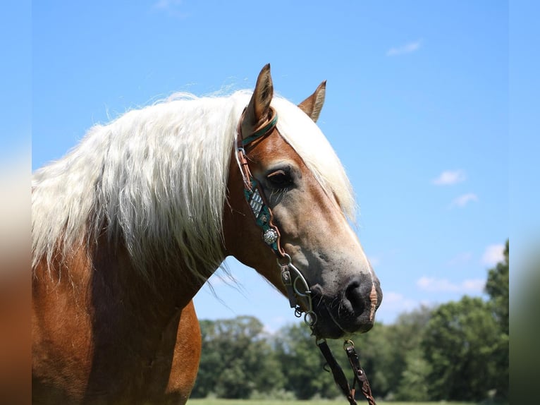 American Quarter Horse Castrone 12 Anni 152 cm Sauro ciliegia in Highland MI