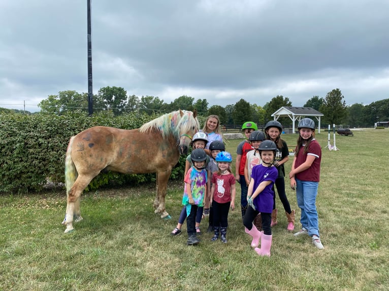 American Quarter Horse Castrone 12 Anni 152 cm Sauro ciliegia in Highland MI