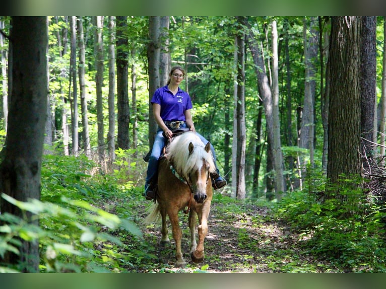 American Quarter Horse Castrone 12 Anni 152 cm Sauro ciliegia in Highland MI