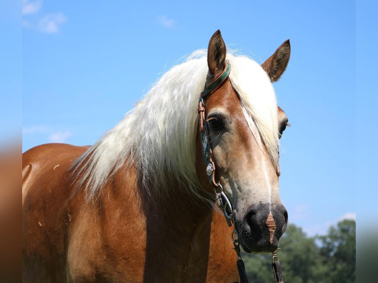 American Quarter Horse Castrone 12 Anni 152 cm Sauro ciliegia in Highland MI