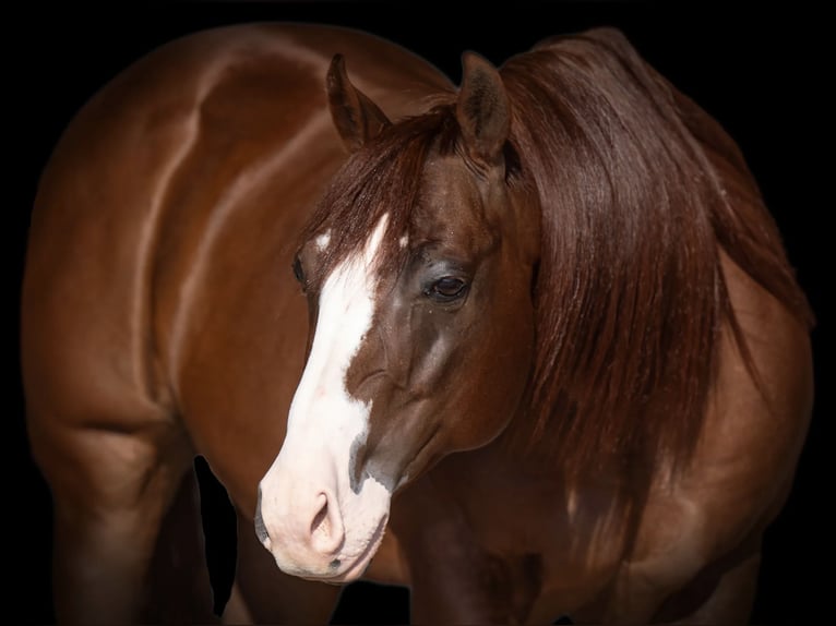 American Quarter Horse Castrone 12 Anni 152 cm Sauro ciliegia in Canyon, TX