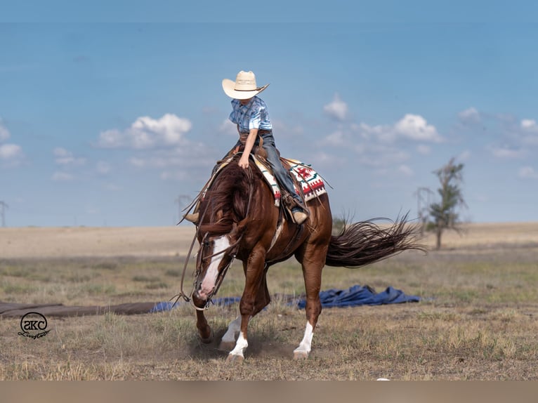 American Quarter Horse Castrone 12 Anni 152 cm Sauro ciliegia in Canyon, TX