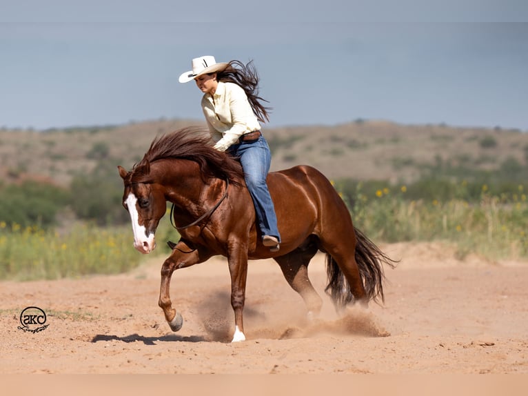 American Quarter Horse Castrone 12 Anni 152 cm Sauro ciliegia in Canyon, TX