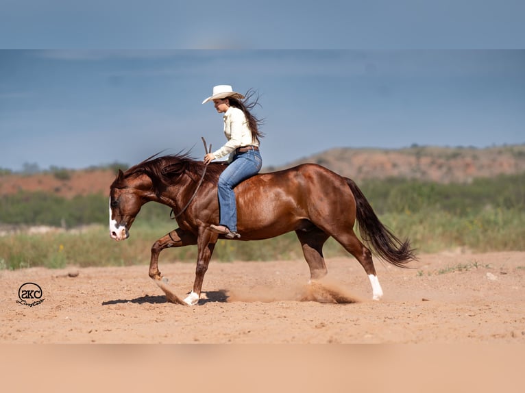 American Quarter Horse Castrone 12 Anni 152 cm Sauro ciliegia in Canyon, TX