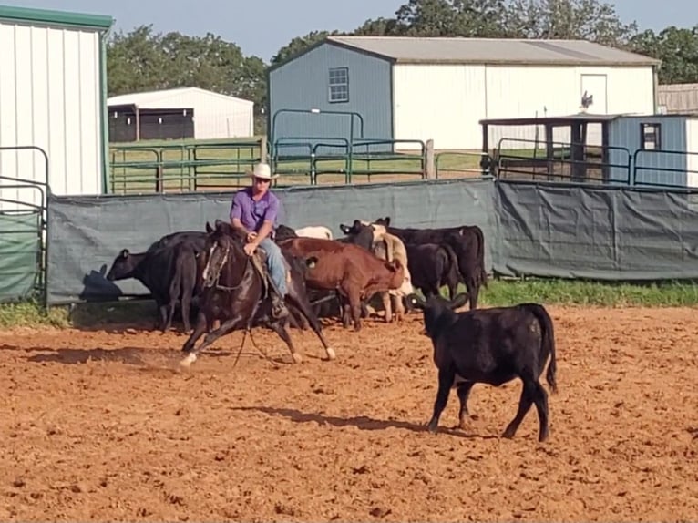 American Quarter Horse Castrone 12 Anni 152 cm Sauro scuro in Healdton