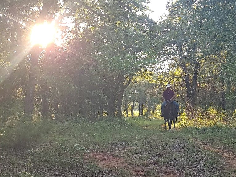 American Quarter Horse Castrone 12 Anni 152 cm Sauro scuro in Healdton