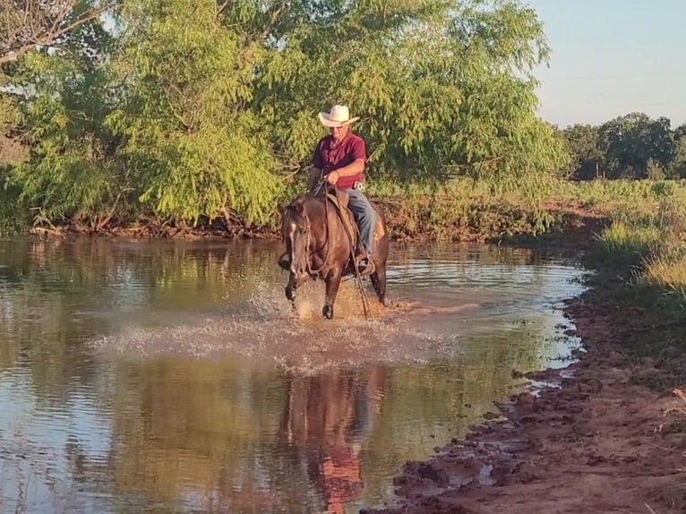American Quarter Horse Castrone 12 Anni 152 cm Sauro scuro in Healdton