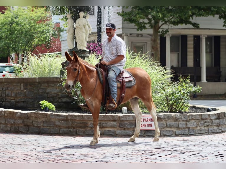 American Quarter Horse Castrone 12 Anni 152 cm Sauro scuro in Brooksville KY