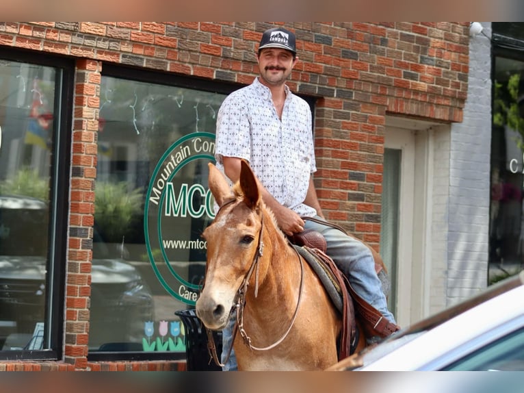 American Quarter Horse Castrone 12 Anni 152 cm Sauro scuro in Brooksville KY