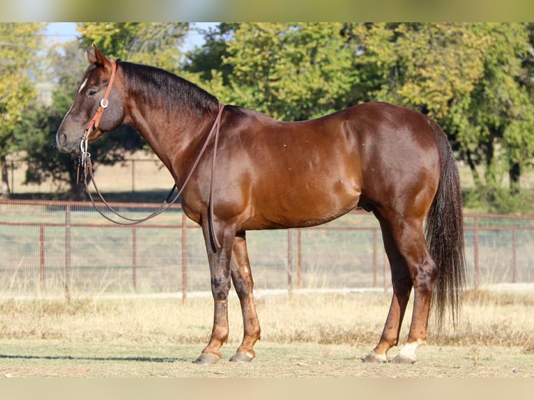 American Quarter Horse Castrone 12 Anni 152 cm Sauro scuro in Weatherford TX