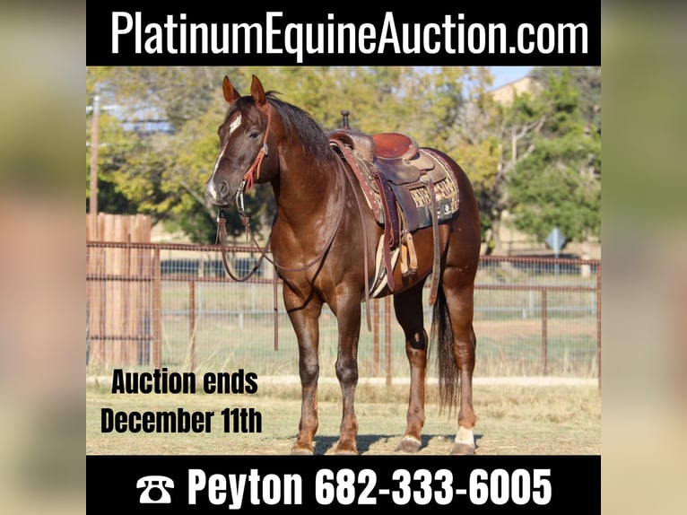 American Quarter Horse Castrone 12 Anni 152 cm Sauro scuro in Weatherford TX