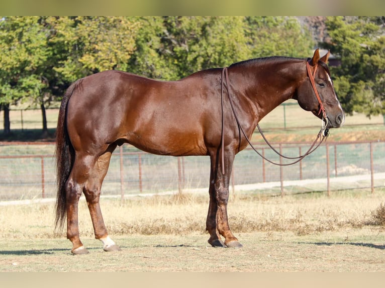 American Quarter Horse Castrone 12 Anni 152 cm Sauro scuro in Weatherford TX