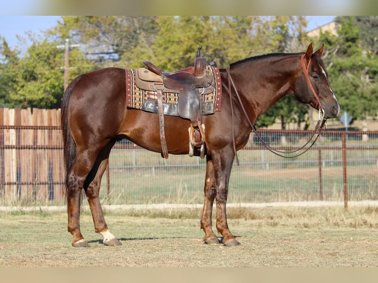 American Quarter Horse Castrone 12 Anni 152 cm Sauro scuro in Weatherford TX