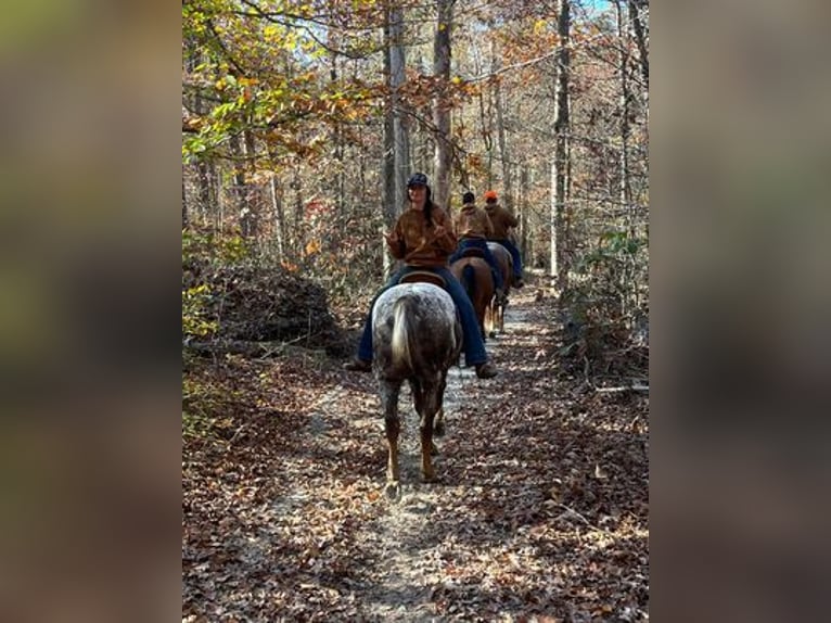 American Quarter Horse Castrone 12 Anni 152 cm Sauro scuro in Borden, IN