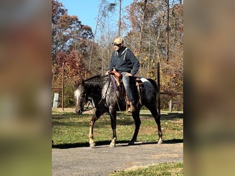 American Quarter Horse Castrone 12 Anni 152 cm Sauro scuro in Borden, IN