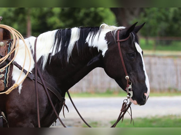 American Quarter Horse Castrone 12 Anni 152 cm Tobiano-tutti i colori in Cleburne TX