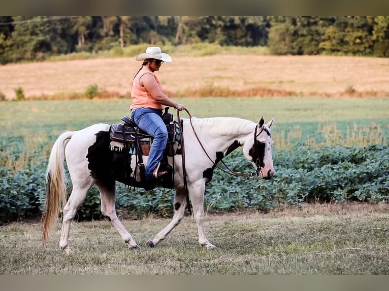 American Quarter Horse Castrone 12 Anni 152 cm Tobiano-tutti i colori in Mt Hope Al