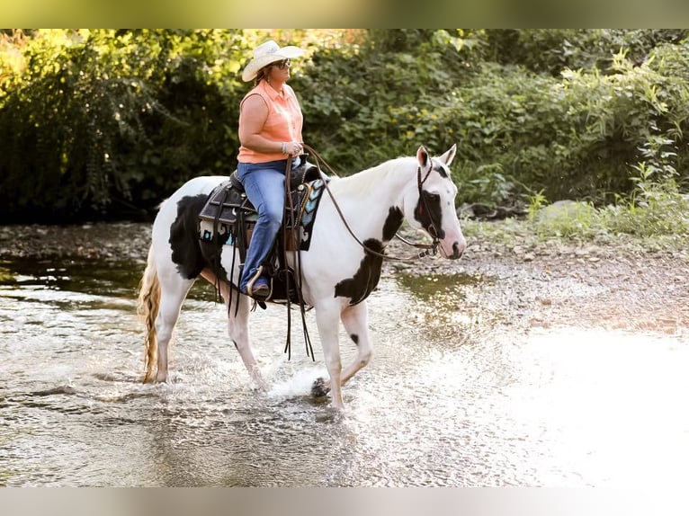 American Quarter Horse Castrone 12 Anni 152 cm Tobiano-tutti i colori in Mt Hope Al