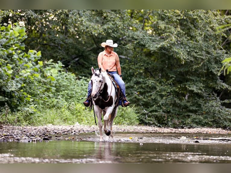 American Quarter Horse Castrone 12 Anni 152 cm Tobiano-tutti i colori in Mt Hope Al