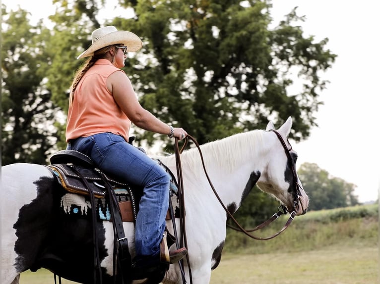 American Quarter Horse Castrone 12 Anni 152 cm Tobiano-tutti i colori in Mt Hope Al