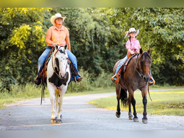 American Quarter Horse Castrone 12 Anni 152 cm Tobiano-tutti i colori in Mt Hope Al