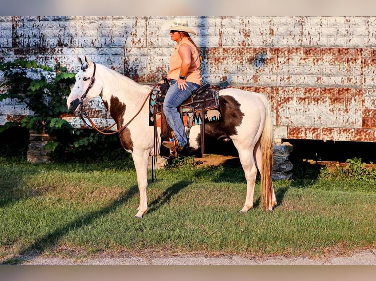 American Quarter Horse Castrone 12 Anni 152 cm Tobiano-tutti i colori in Mt Hope Al