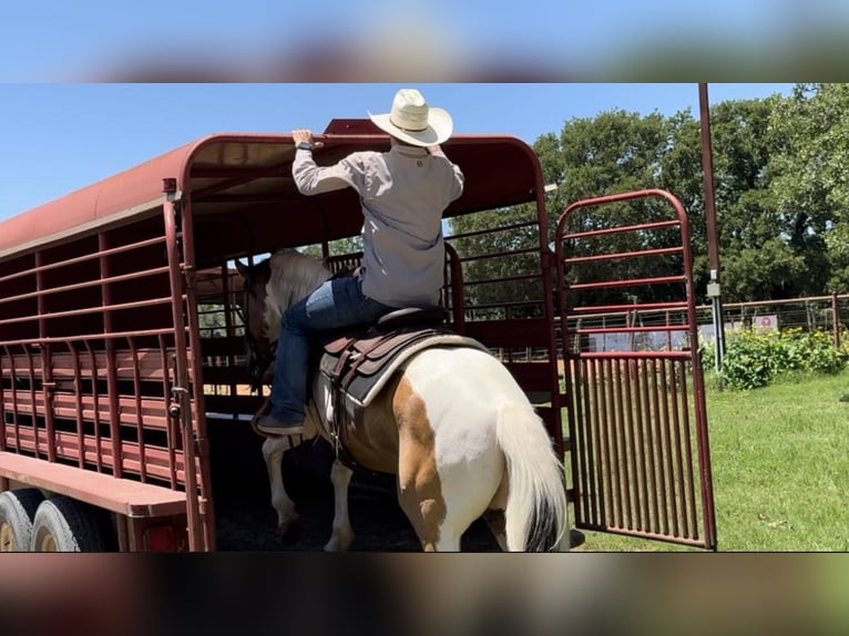 American Quarter Horse Castrone 12 Anni 152 cm Tobiano-tutti i colori in Weatherford TX