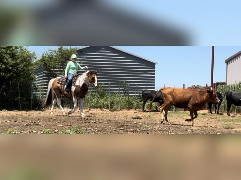 American Quarter Horse Castrone 12 Anni 152 cm Tobiano-tutti i colori in Weatherford TX