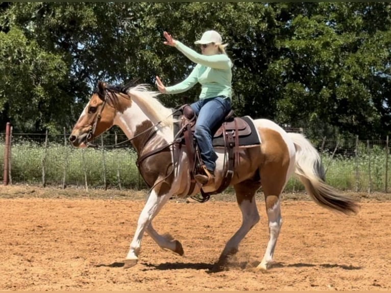 American Quarter Horse Castrone 12 Anni 152 cm Tobiano-tutti i colori in Weatherford TX