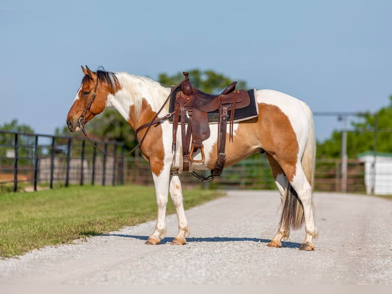 American Quarter Horse Castrone 12 Anni 152 cm Tobiano-tutti i colori in Weatherford TX