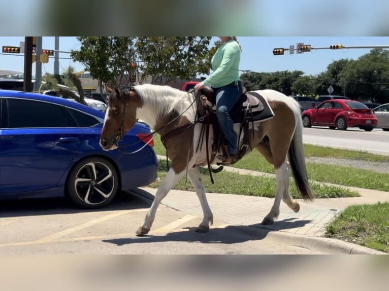 American Quarter Horse Castrone 12 Anni 152 cm Tobiano-tutti i colori in Weatherford TX