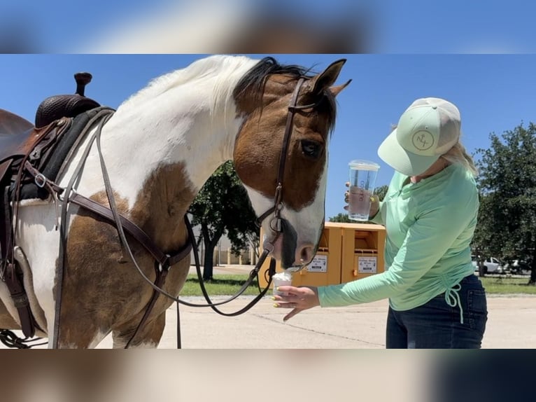 American Quarter Horse Castrone 12 Anni 152 cm Tobiano-tutti i colori in Weatherford TX