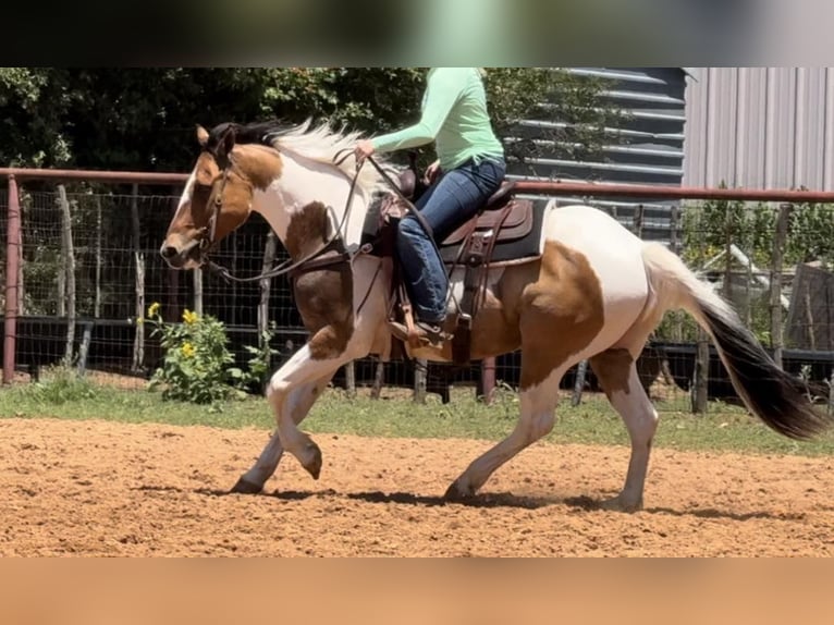 American Quarter Horse Castrone 12 Anni 152 cm Tobiano-tutti i colori in Weatherford TX