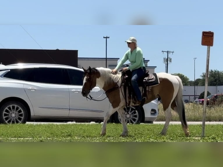 American Quarter Horse Castrone 12 Anni 152 cm Tobiano-tutti i colori in Weatherford TX