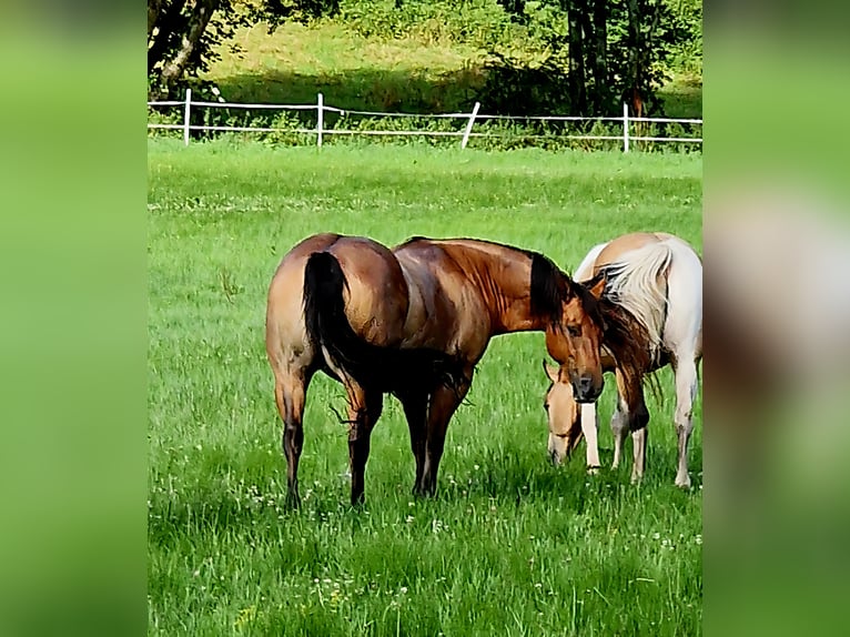 American Quarter Horse Castrone 12 Anni 153 cm Falbo in Herschweiler-Pettersheim