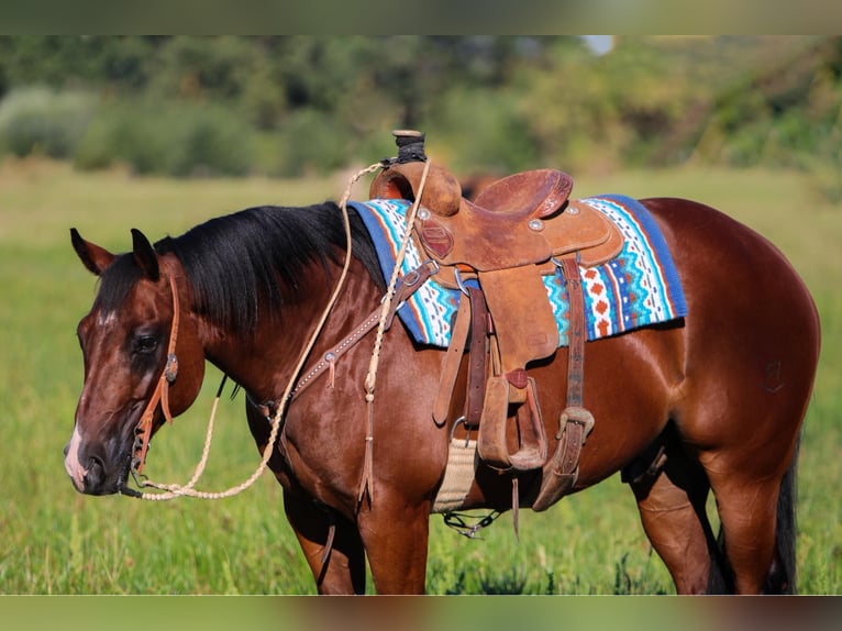 American Quarter Horse Castrone 12 Anni 155 cm Baio ciliegia in Waterford, CA