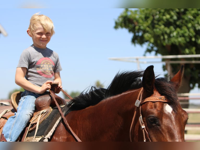 American Quarter Horse Castrone 12 Anni 155 cm Baio ciliegia in Waterford, CA